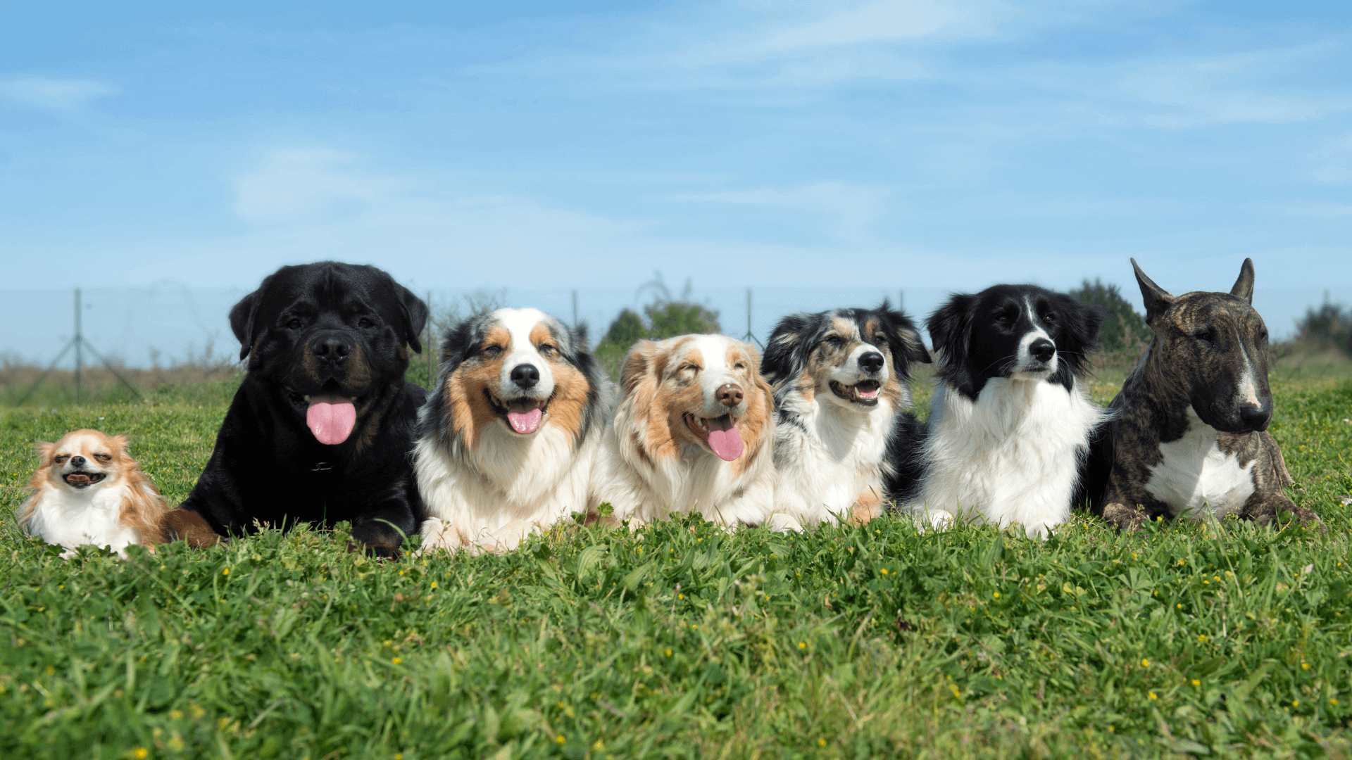 Hunde für Anfänger:innen | Teil 2 – Welche Hunderasse passt zu mir?