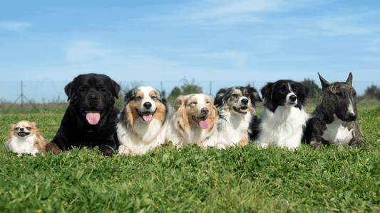 Hunde für Anfänger:innen | Teil 2 – Welche Hunderasse passt zu mir?