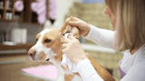 tradidog - Ohrenentzündungen beim Hund: Ursachen, Symptome und natürliche Behandlungsmethoden