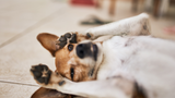 Verdauungsprobleme beim Hund: Ursachen & Symptome