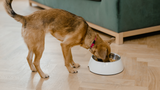 Ideale Hundeernährung: Tipps zur optimalen Versorgung