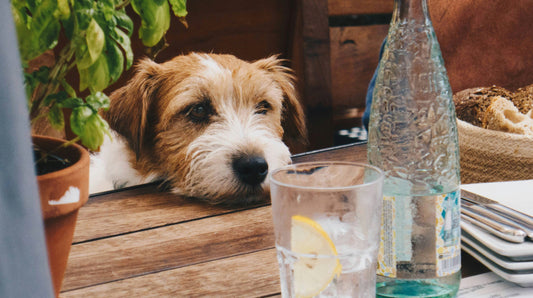 Mein Hund trinkt zu wenig