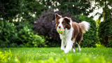 Von Ballaststoffen bis Bewegung: So unterstützt du die Verdauung deines Hundes