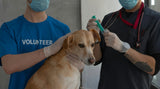 Ein Hund sitzt beim Tierarzt und lässt sich von einem Doktor eine Spritze geben. Ein freiwilliger Mitarbeiter hilft ihm den Hund festzuhalten.