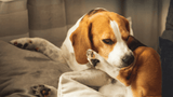 tradidog - Häufige Alltagsprobleme bei Hunden und ihre Lösungen