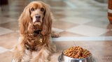 Ein Hund wartet neben dem Futtertrog auf sein Essen