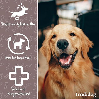 Dog sitting in a chair, mouth open, promoting SENIOR supplement for older dogs, enhancing vitality and well-being with Omega-3, fibers, and essential nutrients.